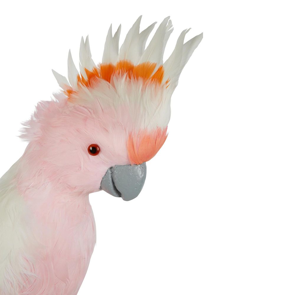 Pink Galah - Pearched