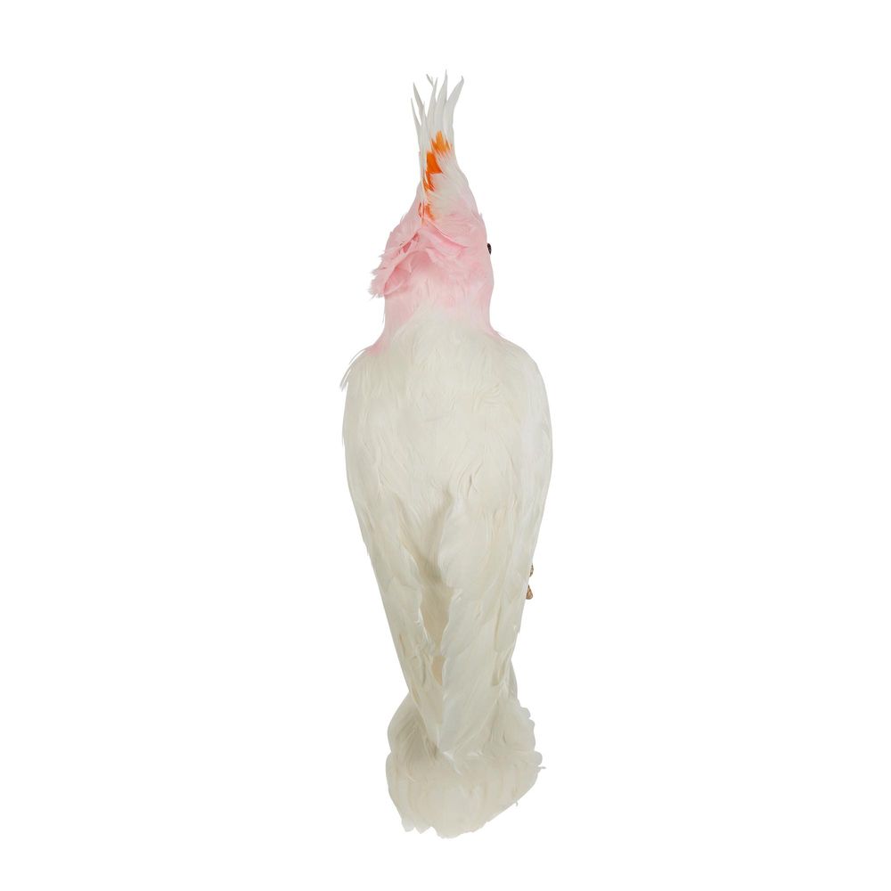 Pink Galah - Pearched