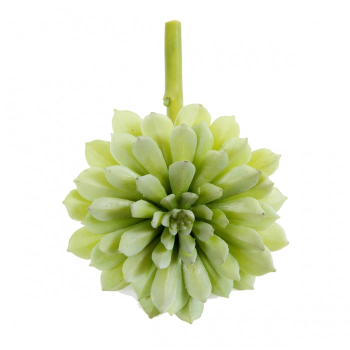 Succulent Light Green 14cm