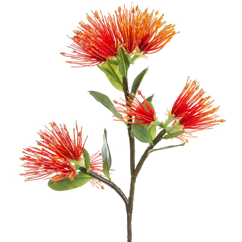 Protea Leucospermum - 52cm Orange