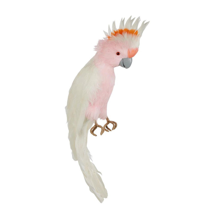 Pink Galah - Pearched