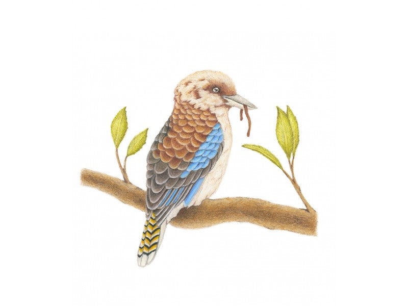 Mini Card - Kookaburra with Worm